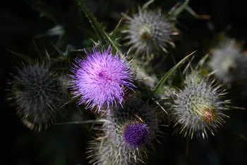 Milk Thistles blooming.jpg